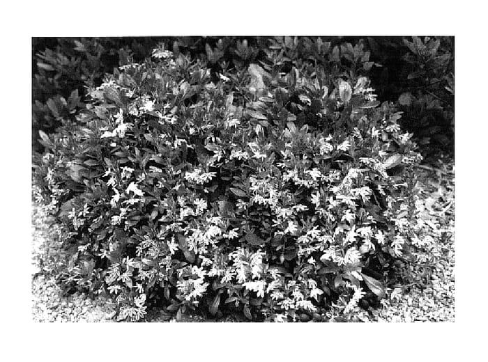 Figure 1 of US plant patent PP15930, the photograph of Zig Zag printed in the patent.