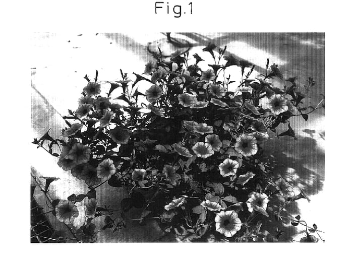 Figure 1 of US plant patent PP15931, the photograph of Sunbapive printed in the patent.