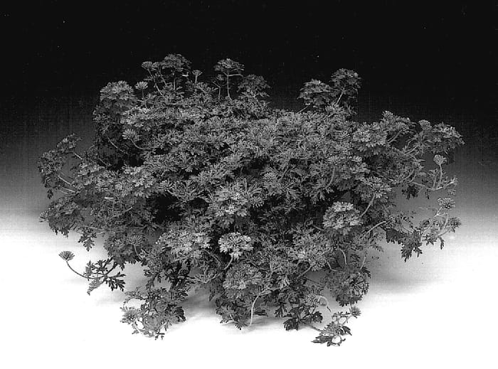 Figure 1 of US plant patent PP15932, the photograph of Verena printed in the patent.
