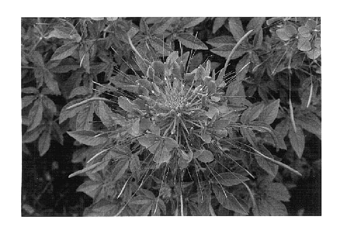 Figure 1 of US plant patent PP15933, the photograph of Robspidam printed in the patent.