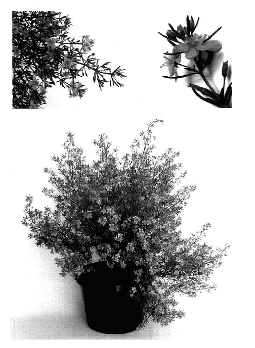 Figure 1 of US plant patent PP15934, the photograph of USSCO10 printed in the patent.