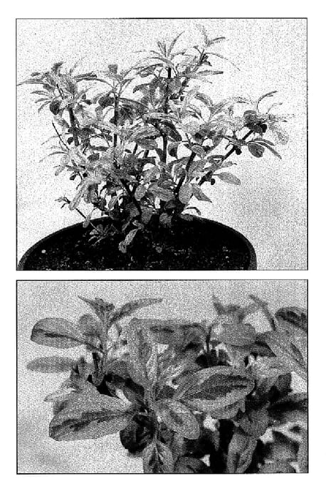 Figure 1 of US plant patent PP15935, the photograph of Summer Sorbet printed in the patent.