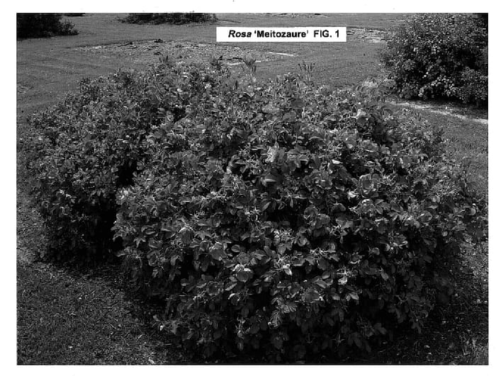 Figure 1 of US plant patent PP15937, the photograph of Meitozaure printed in the patent.