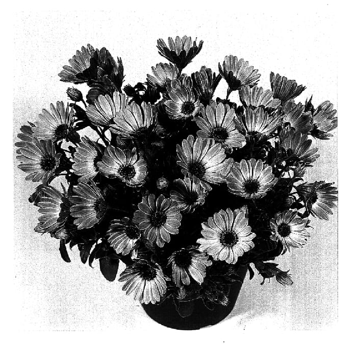 Figure 1 of US plant patent PP15938, the photograph of Duesumpink printed in the patent.