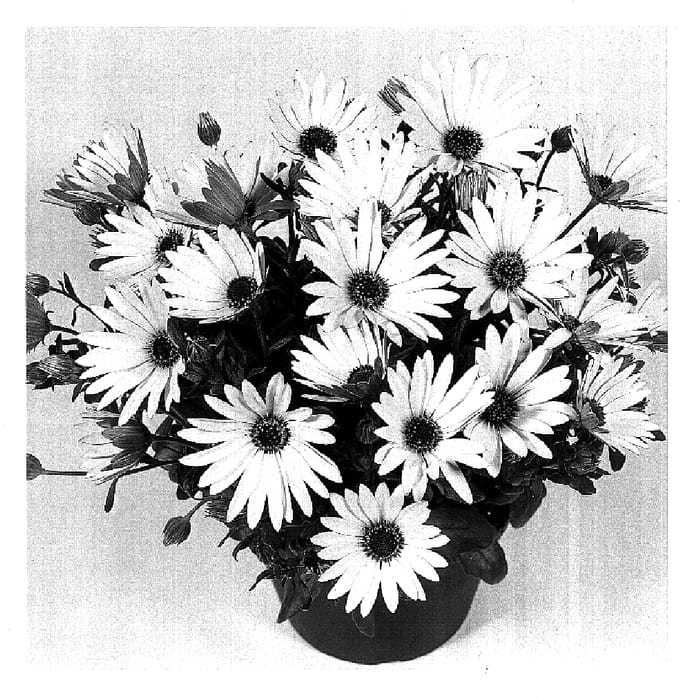 Figure 1 of US plant patent PP15939, the photograph of Duesumwhite printed in the patent.