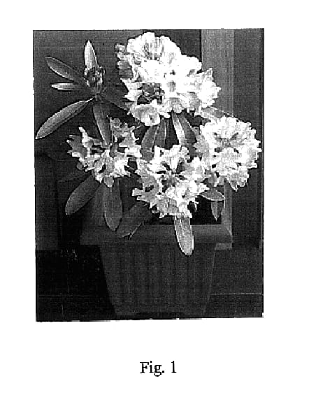 Figure 1 of US plant patent PP15940, the photograph of Rhodunter 37 printed in the patent.