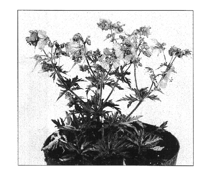 Figure 1 of US plant patent PP15941, the photograph of New Dimension printed in the patent.