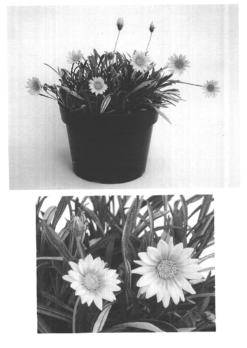 Figure 1 of US plant patent PP15942, the photograph of California Gold printed in the patent.