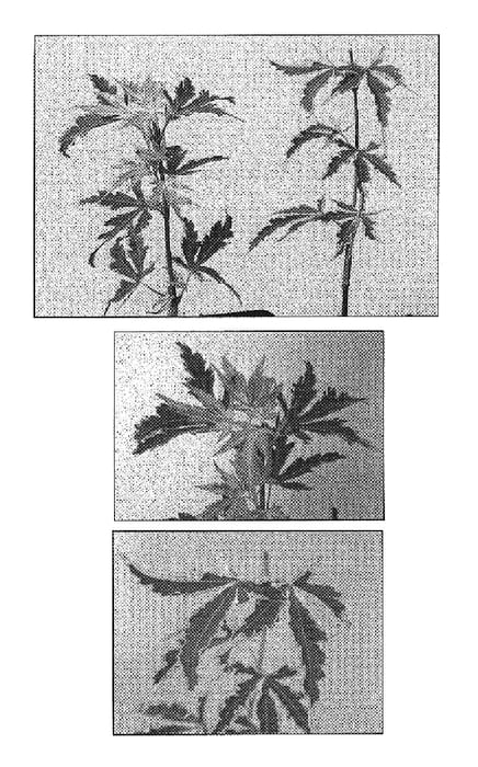 Figure 1 of US plant patent PP15943, the photograph of Taylor printed in the patent.
