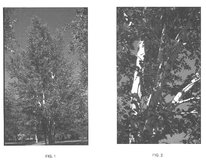 Figure 1 of US plant patent PP15944, the photograph of VerDale printed in the patent.