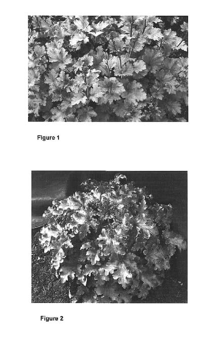 Figure 1 of US plant patent PP15945, the photograph of Marmalade printed in the patent.