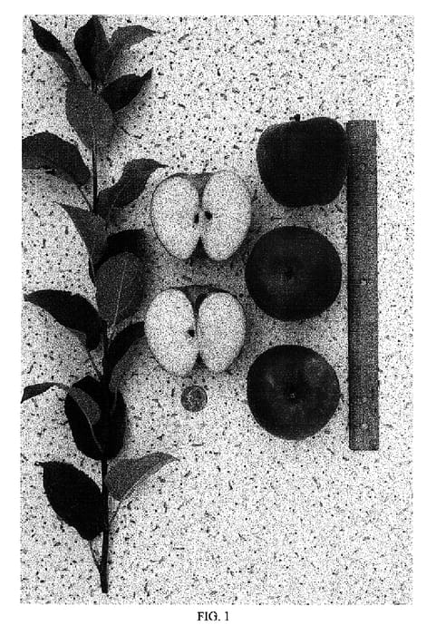 Figure 1 of US plant patent PP15946, the photograph of Walden printed in the patent.
