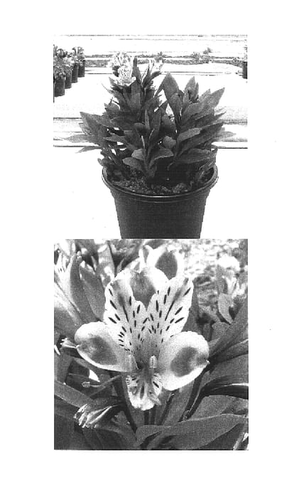Figure 1 of US plant patent PP15947, the photograph of Koexotica printed in the patent.
