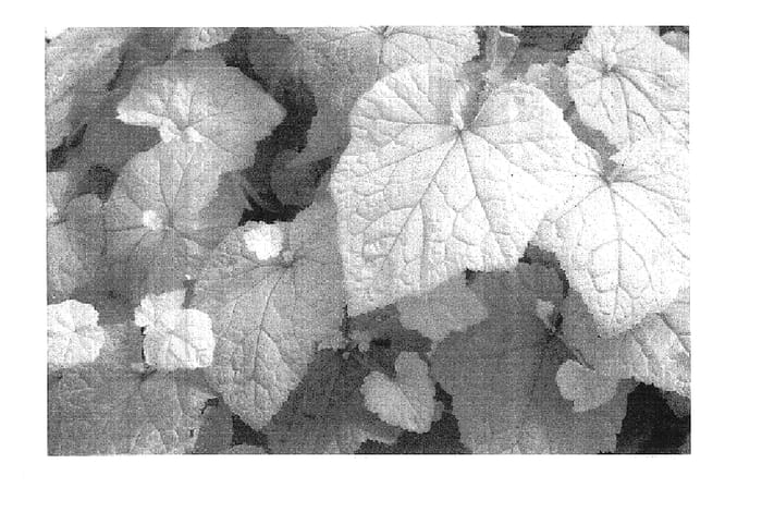 Figure 1 of US plant patent PP15948, the photograph of Cool Gold printed in the patent.