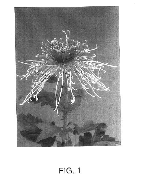 Figure 1 of US plant patent PP15949, the photograph of Kiko printed in the patent.