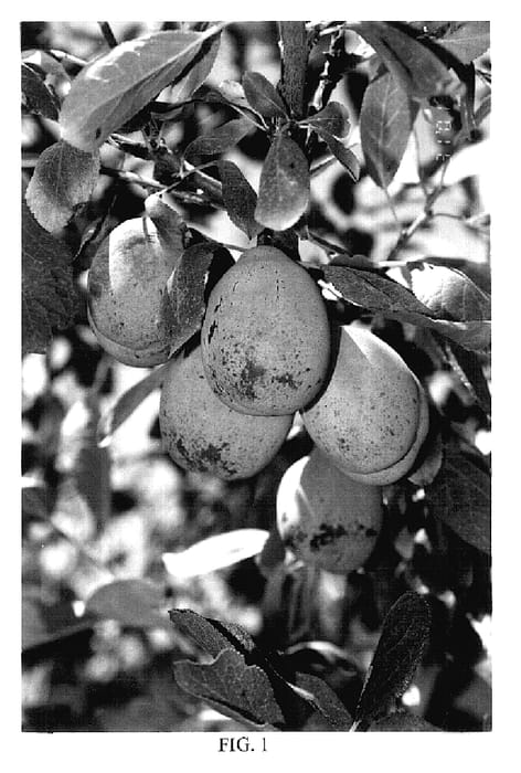 Figure 1 of US plant patent PP15950, the photograph of 92-95-99 printed in the patent.