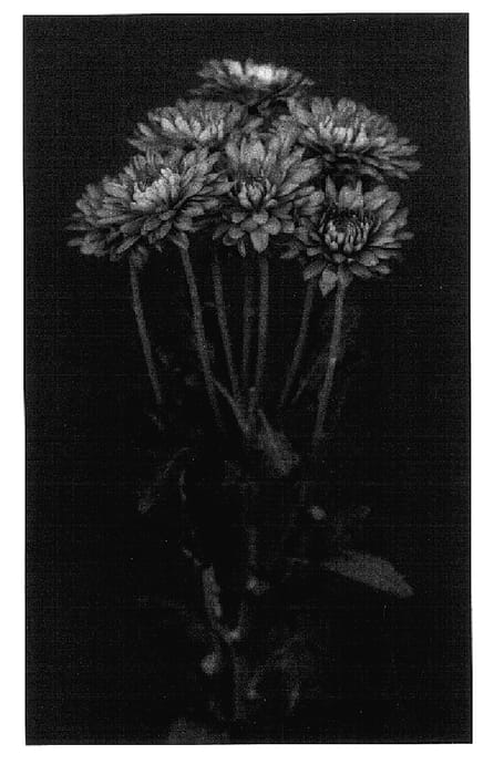 Figure 1 of US plant patent PP15951, the photograph of Fall printed in the patent.