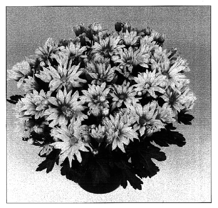 Figure 1 of US plant patent PP15952, the photograph of Nirvana Improved printed in the patent.