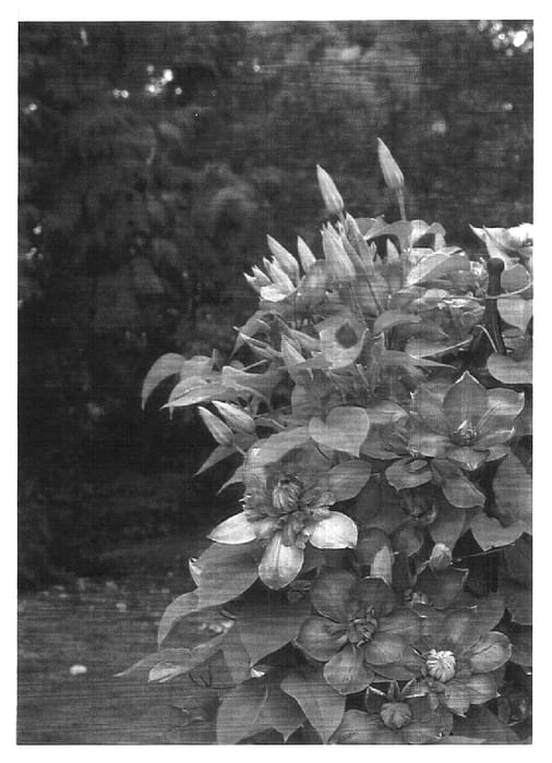 Figure 1 of US plant patent PP15953, the photograph of Vanso printed in the patent.