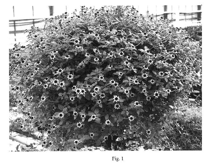 Figure 1 of US plant patent PP15954, the photograph of Sumsan 01 printed in the patent.