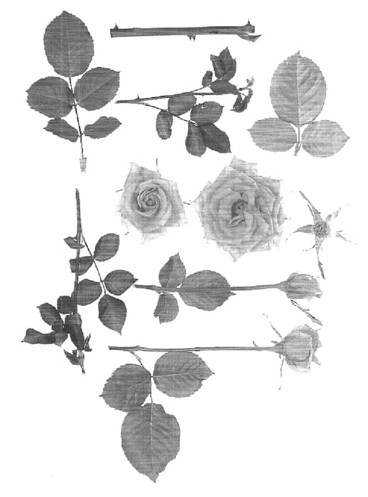 Figure 1 of US plant patent PP15955, the photograph of Zaryellow printed in the patent.