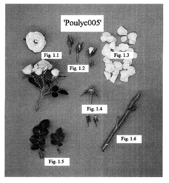 Figure 1 of US plant patent PP15956, the photograph of POULyc005 printed in the patent.