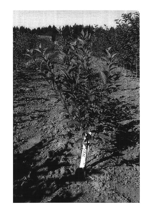 Figure 1 of US plant patent PP15957, the photograph of VSV-1 printed in the patent.