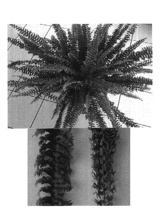 Figure 1 of US plant patent PP15958, the photograph of Nr. 20 printed in the patent.