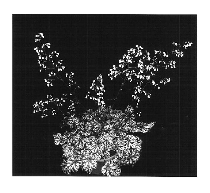 Figure 1 of US plant patent PP15959, the photograph of Gypsy Dancer printed in the patent.