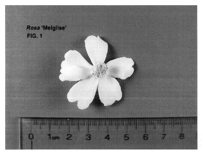 Figure 1 of US plant patent PP15960, the photograph of Meiglise printed in the patent.