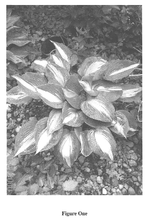 Figure 1 of US plant patent PP15961, the photograph of Grand marquee printed in the patent.