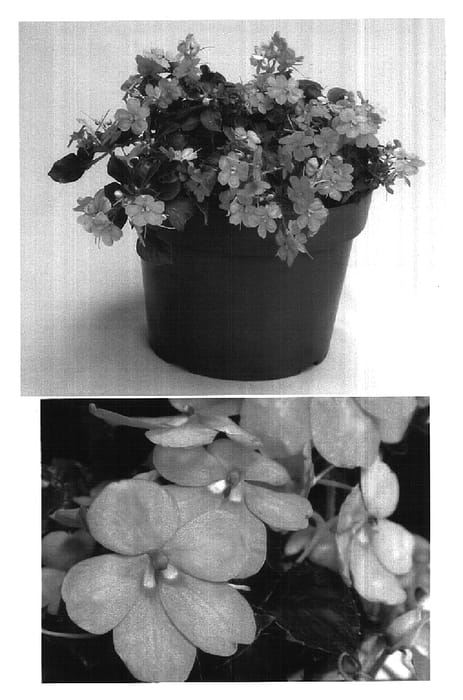 Figure 1 of US plant patent PP15962, the photograph of Fify Litesal printed in the patent.