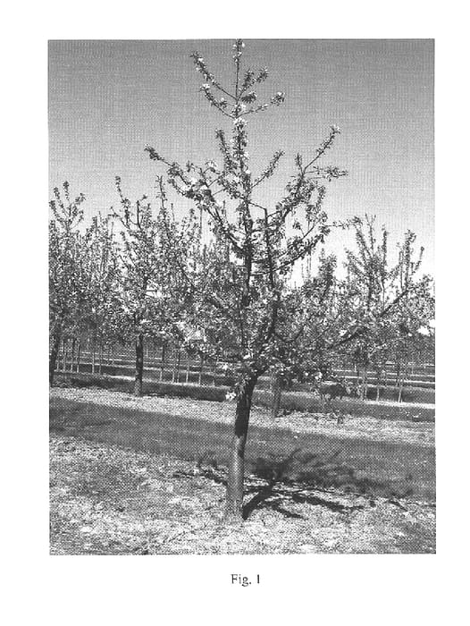 Figure 1 of US plant patent PP15963, the photograph of UEB 3264/2 printed in the patent.