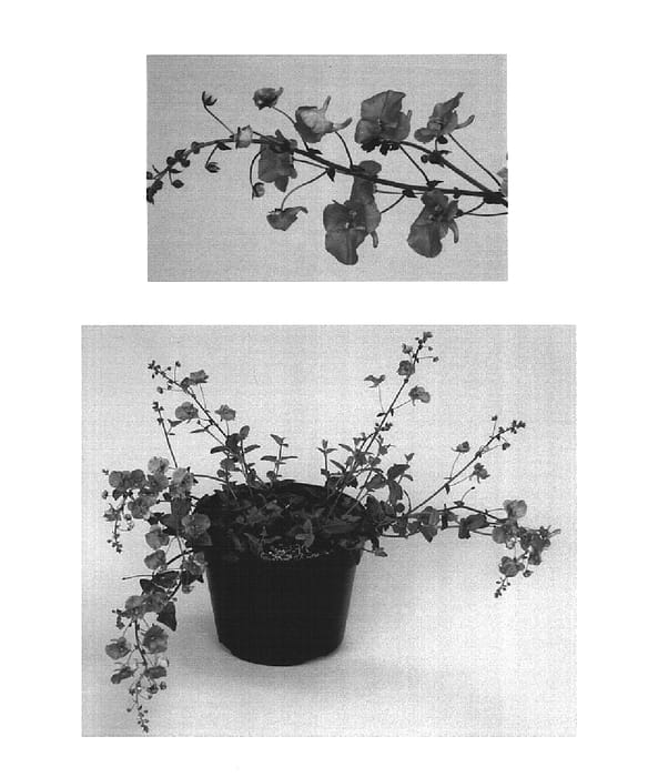 Figure 1 of US plant patent PP15964, the photograph of Kiedithree printed in the patent.