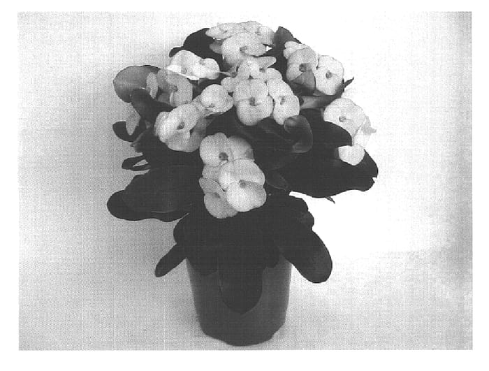 Figure 1 of US plant patent PP15965, the photograph of Dinos printed in the patent.