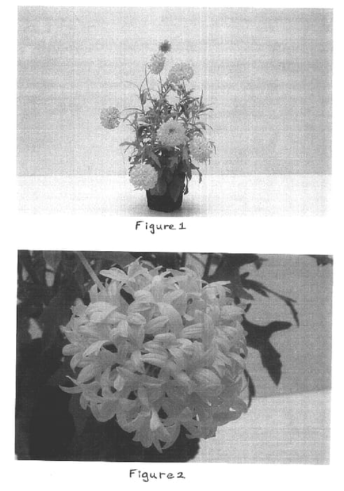 Figure 1 of US plant patent PP15966, the photograph of Baltoryell printed in the patent.