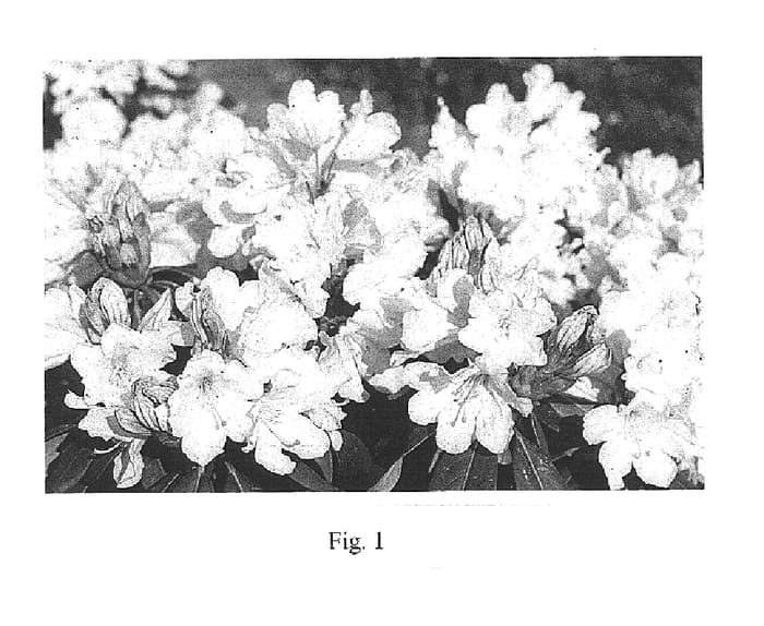 Figure 1 of US plant patent PP15967, the photograph of Rhodunter 48 printed in the patent.