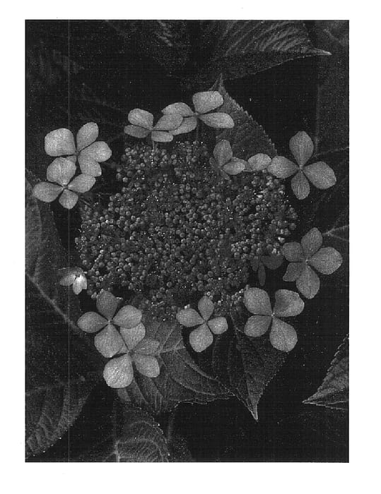 Figure 1 of US plant patent PP15968, the photograph of Claudie printed in the patent.
