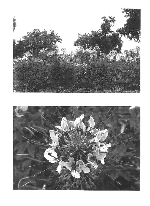 Figure 1 of US plant patent PP15969, the photograph of Robspivio printed in the patent.