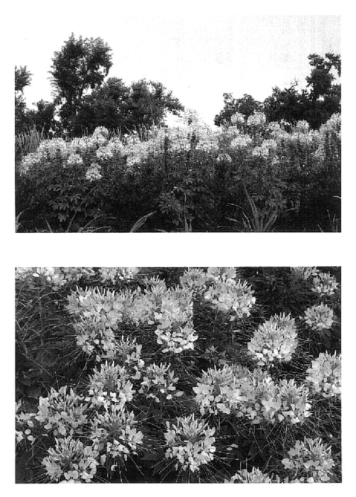 Figure 1 of US plant patent PP15970, the photograph of Robspiapp printed in the patent.