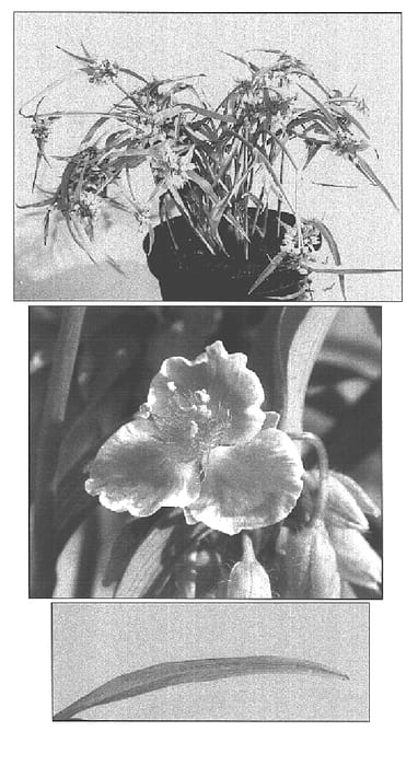 Figure 1 of US plant patent PP15971, the photograph of Pink Chablis printed in the patent.