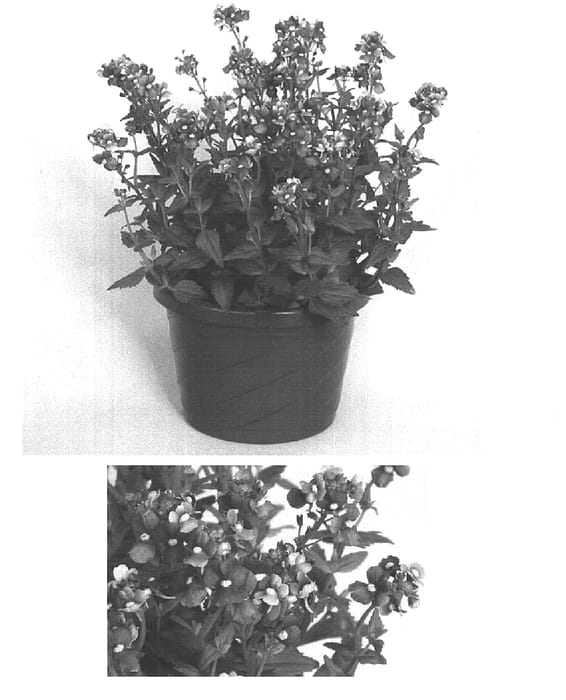 Figure 1 of US plant patent PP15972, the photograph of N006-9BLAU printed in the patent.