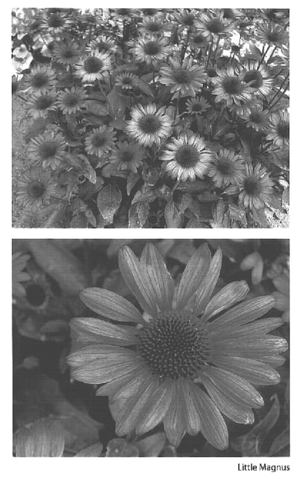 Figure 1 of US plant patent PP15973, the photograph of Little Magnus printed in the patent.