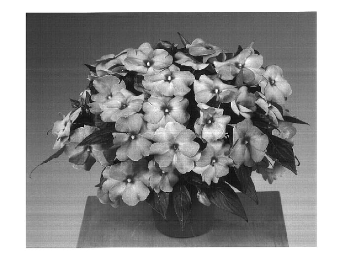 Figure 1 of US plant patent PP15974, the photograph of Fisupnic Pinkeye printed in the patent.