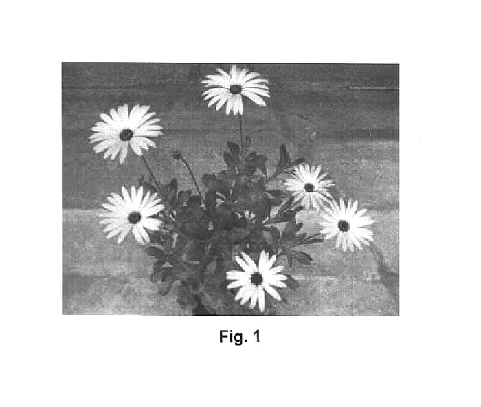 Figure 1 of US plant patent PP15975, the photograph of Sumost 02 printed in the patent.
