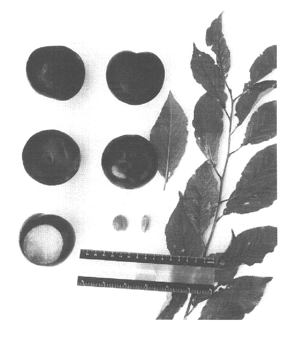 Figure 1 of US plant patent PP15976, the photograph of Suplumtwentysix printed in the patent.