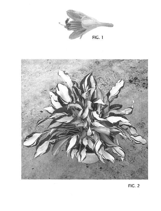 Figure 1 of US plant patent PP15977, the photograph of Dancing in the Rain printed in the patent.