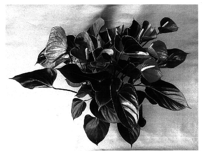 Figure 1 of US plant patent PP15978, the photograph of Rijn200142 printed in the patent.