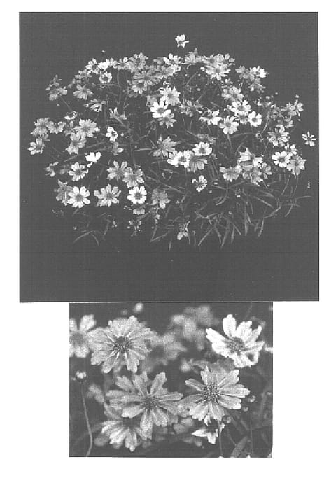 Figure 1 of US plant patent PP15979, the photograph of Limerock Passion printed in the patent.