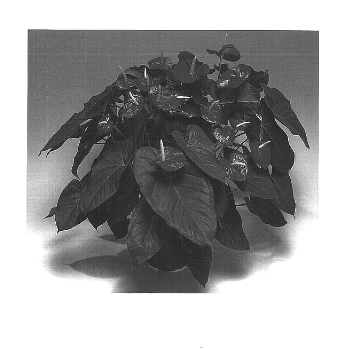 Figure 1 of US plant patent PP15980, the photograph of Rijn200002 printed in the patent.